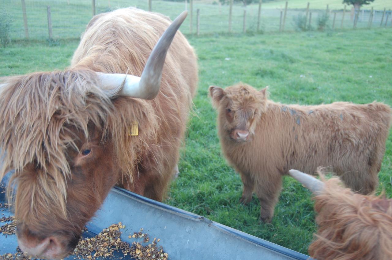 Drumbuie Farm B&B Drumnadrochit Exteriér fotografie
